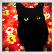 Click to buy Rachel's music